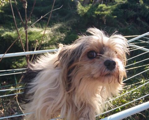  biewer 300 26790 Tulette