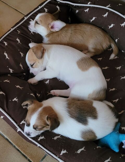 Femelles chihuahua  1300 01560 Saint-nizier-le-bouchoux