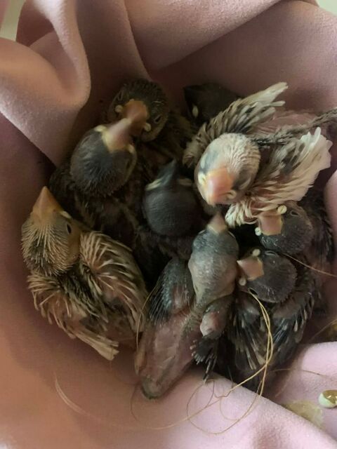 Paddas 100 60700 Pont-sainte-maxence