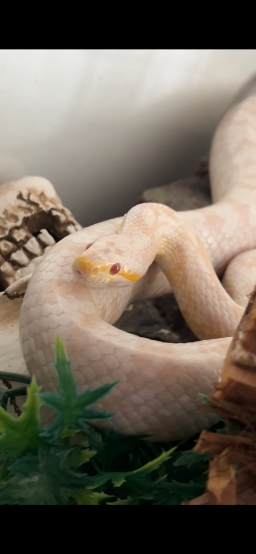   Serpent des blés+terrarium 