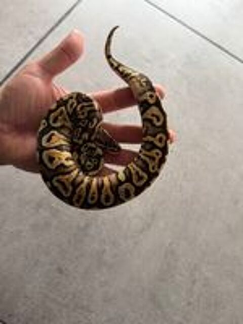   Python regius pastel yellow belly 2026 
