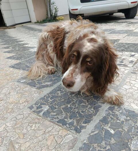 Chien JACKOU &agrave; l adoption 100 13660 Orgon