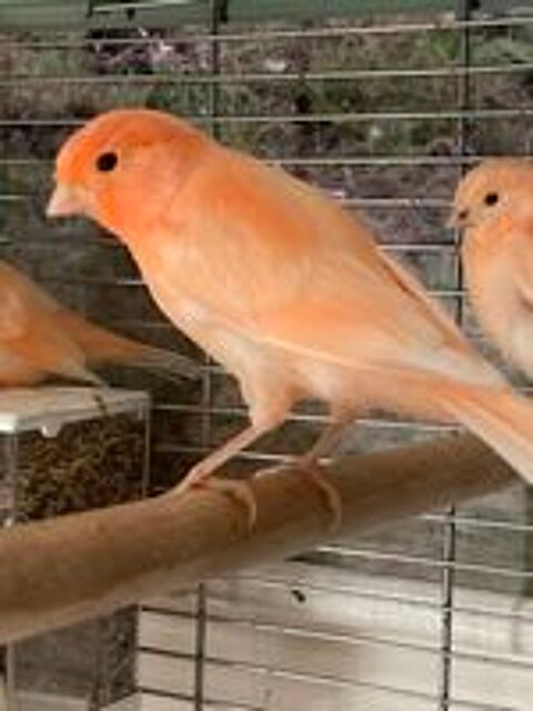   Canaris 