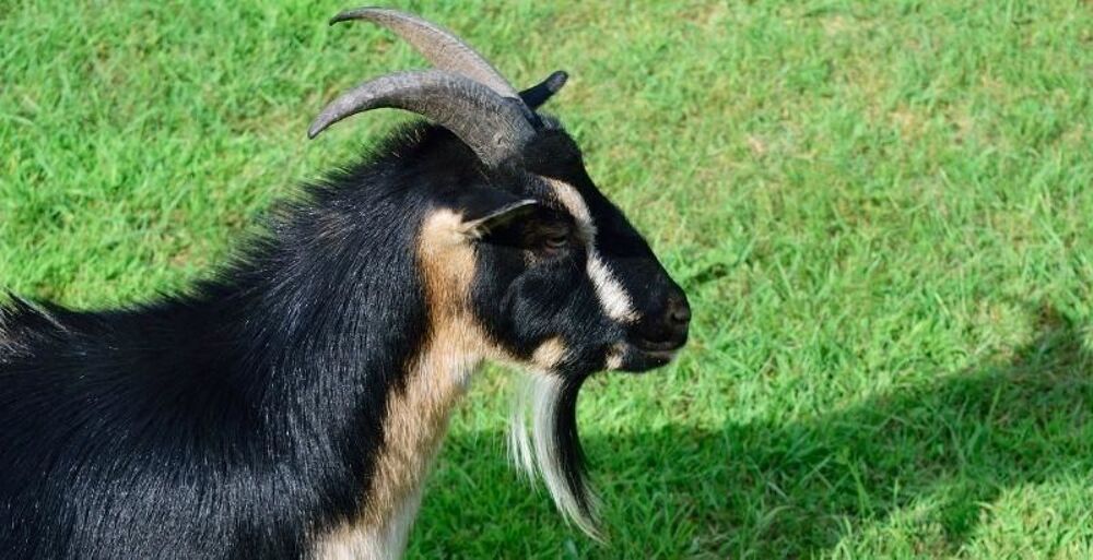   BOUC ALPIN 
