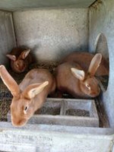   Lapins 