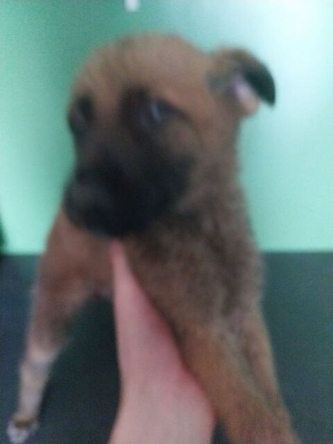 Don de chiots 0 59500 Douai