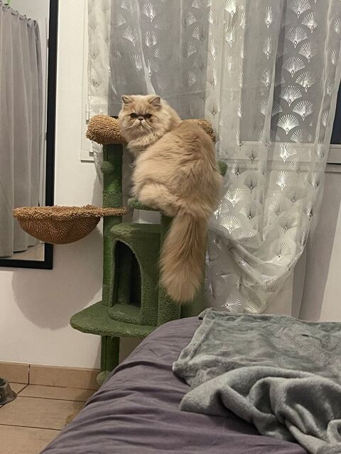 Persan m&acirc;le 200 66320 Vin�a