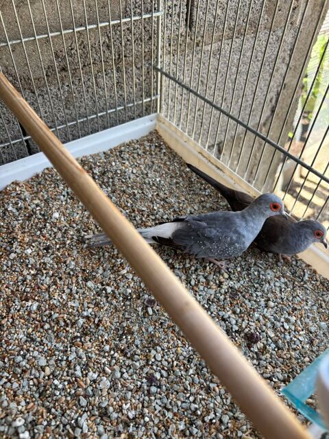 Colombe diamants 10 13940 Mollgs