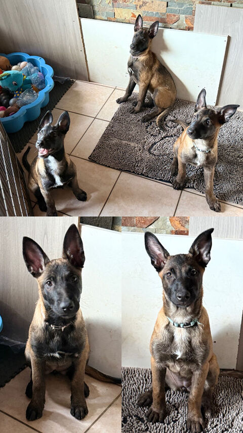 Chiots malinois 800 74200 Thonon-les-bains
