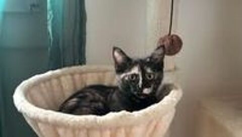   Chat FLORIDA à l adoption 