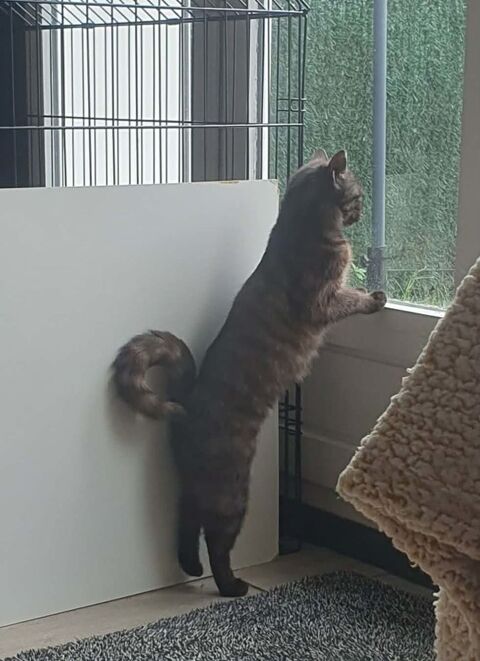 TULIPE 240 91310 Longpont-sur-orge