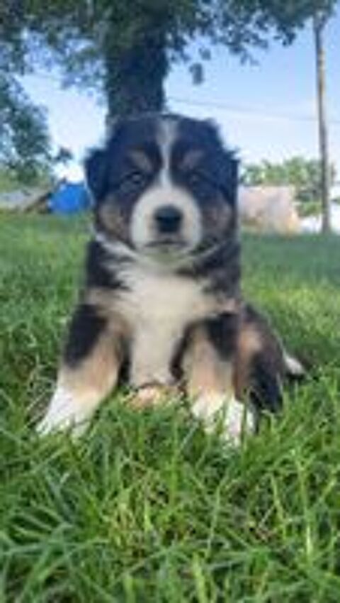   Chiot berger australien loft  