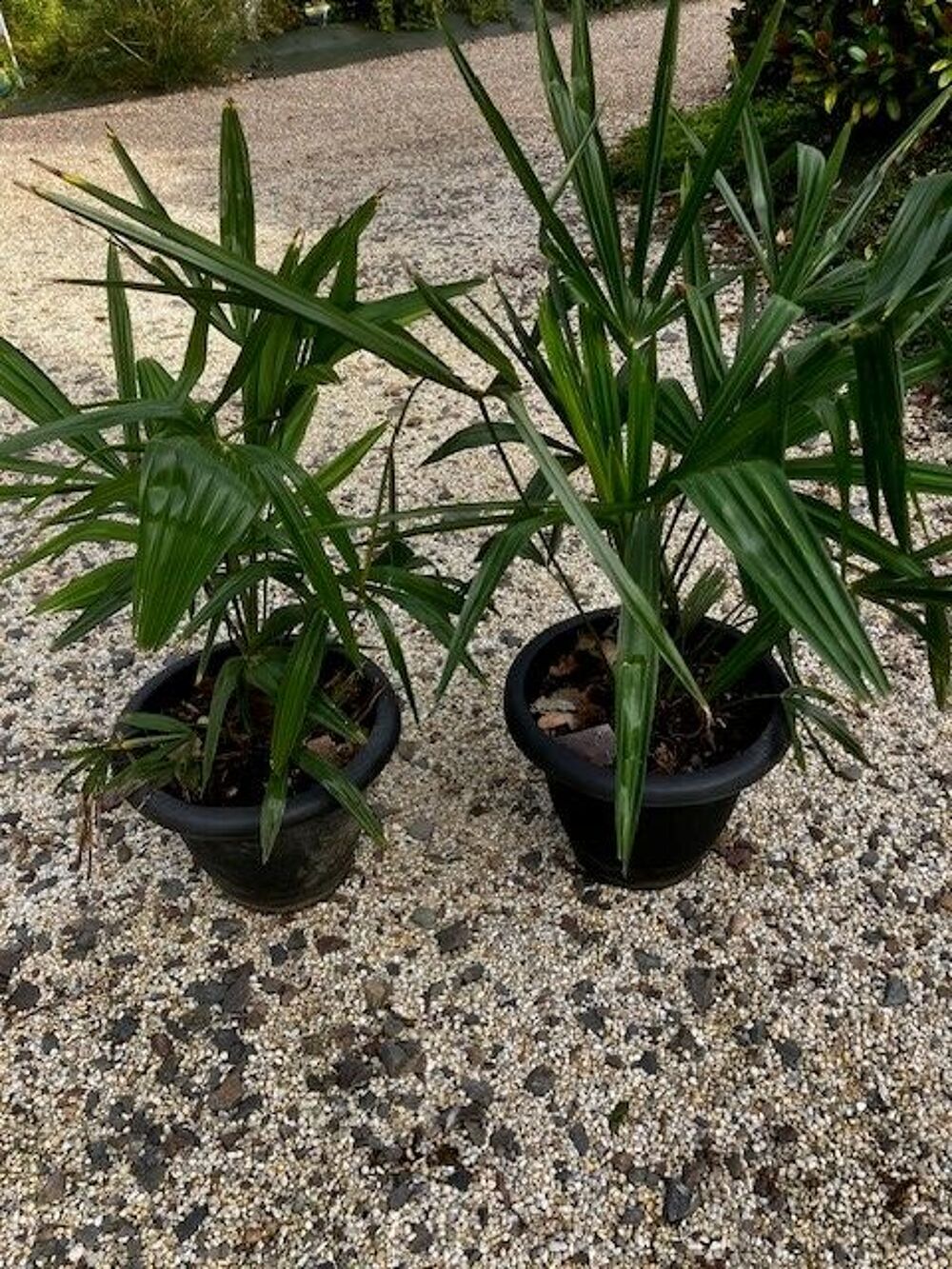 Plan de palmier chanvre en pot de 70 cms de haut, Jardin