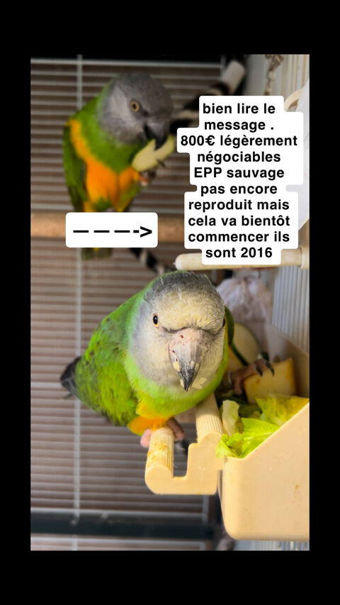 youyou du sénégal 800 31380 Montastruc-la-conseillre