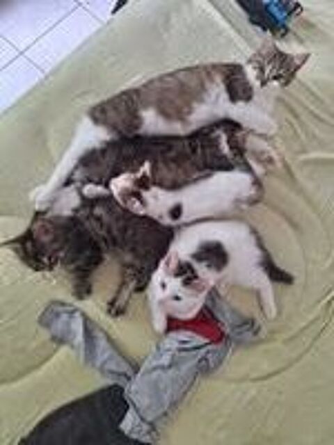   Chat FLOCON  l adoption 