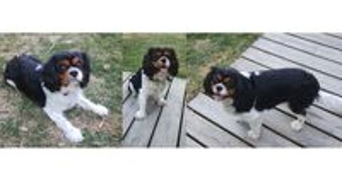   Saillie Cavalier king charles  