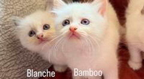   Adorables chatons LOOF Sacré de Birmanie  