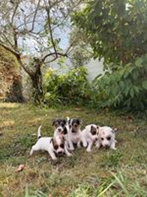   Chiots Jack Russel 