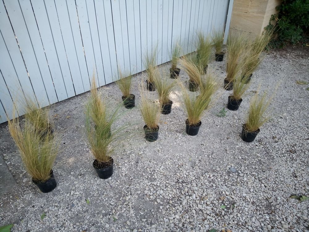  Belle plante gramin&eacute;e Stipa ou cheveux d'ange en container Jardin