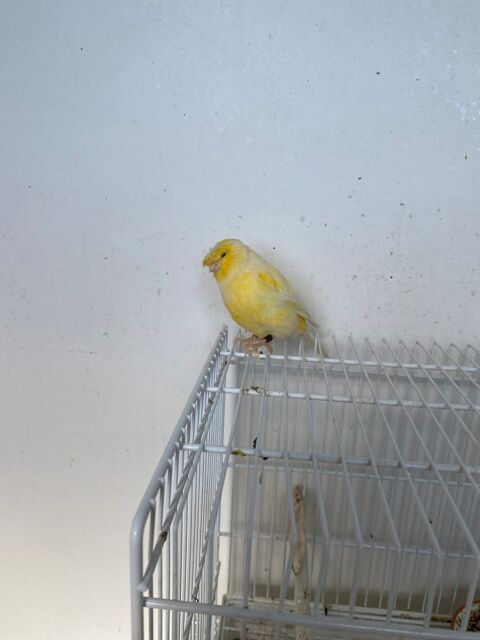 Canari Gloster mal et femelle 20 60800 Cr�py-en-valois