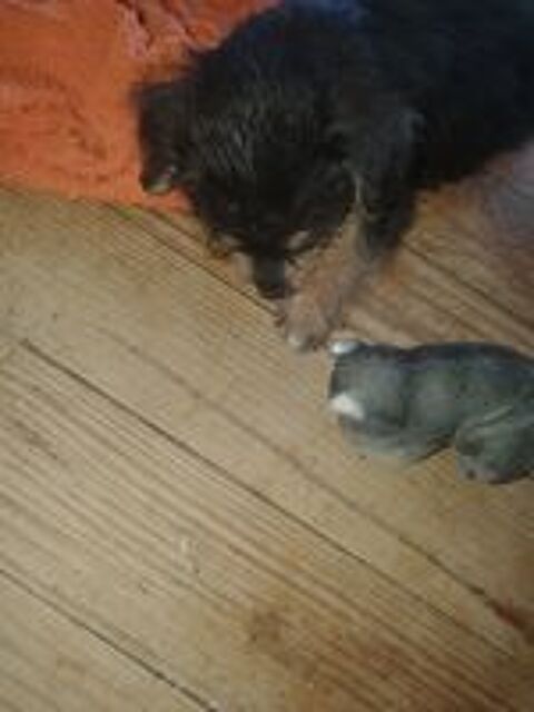   Chiots de type caniche york 