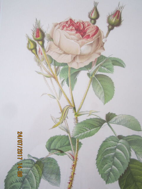 Lithographie(s) -  ROSE(s)  de  REDOUTE 30 Les Sables-d'Olonne (85)