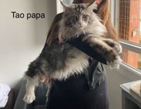   Deux maine coon m   les LOOF 