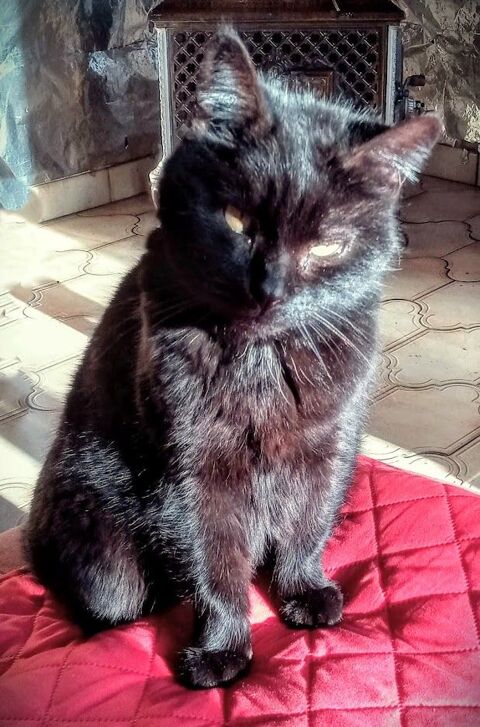 Chat ou chatte noire 0 31470 Fonsorbes