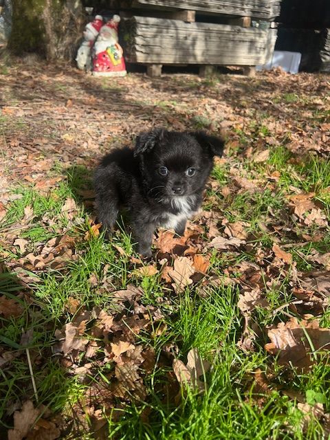 CHIHUAHUA 700 24300 Teyjat