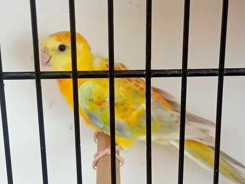 Perruche croupion. 25 80960 Saint-blimont