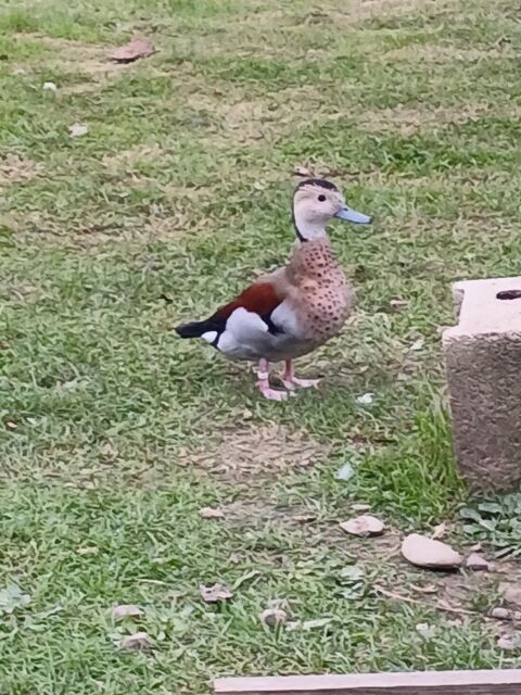  Sarcelle à collier femelle 0 31410 Longages