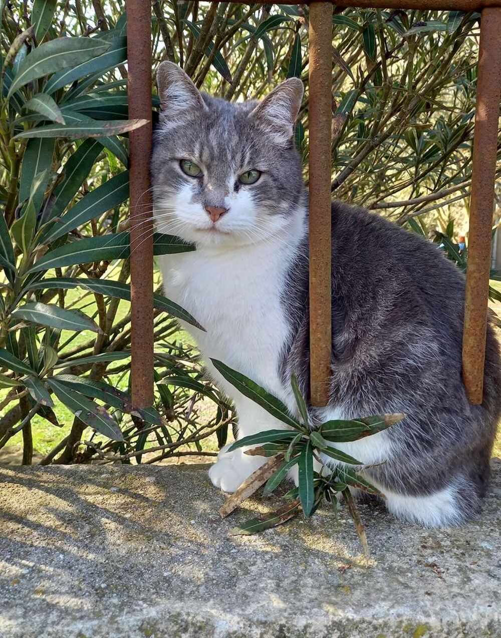   Capucin gentil chat timide 6 ans cherche adoptant(e) 