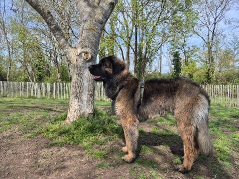 Saillie Leonberg LOF 1000 45380 Chaingy