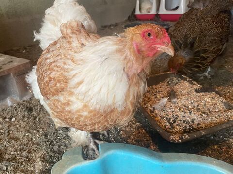 Poule d'ornement Brahma 35 85170 Belleville-sur-vie