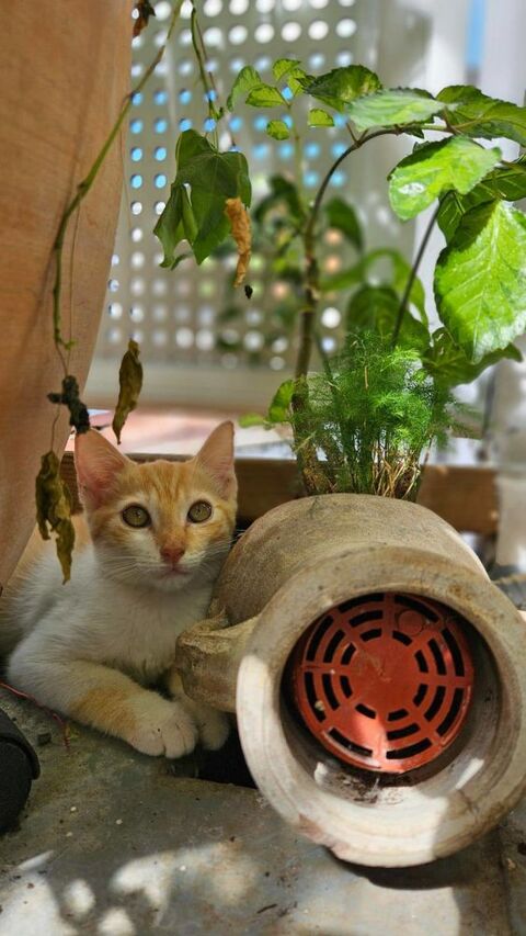 &#128062;Bennington, femelle X européen née le 05/09/2025 &#128049; 200 92000 Nanterre