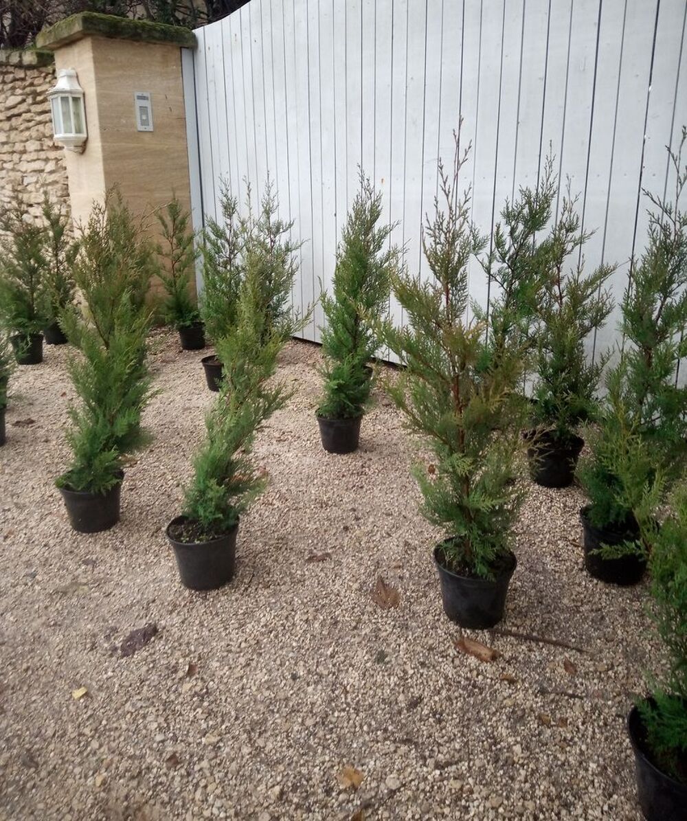 Cypr&egrave;s de Leyland greff&eacute; en container 3 litres Jardin