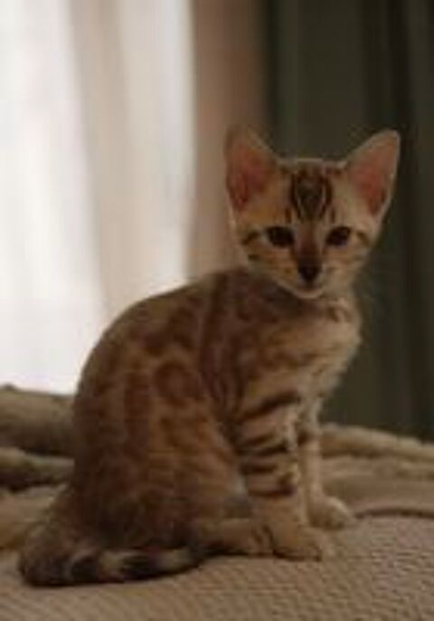   Chaton Bengal snow sépia LOOF 