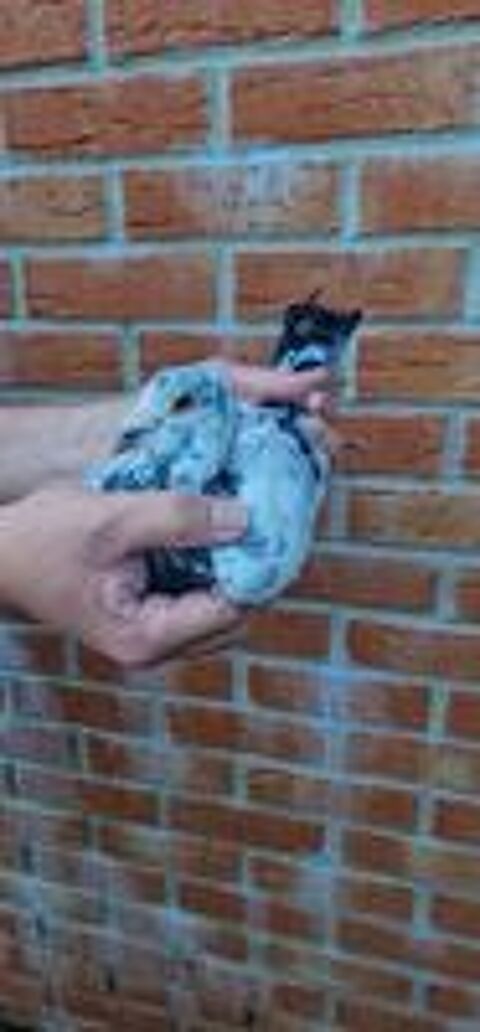   Pigeons voyageurs 