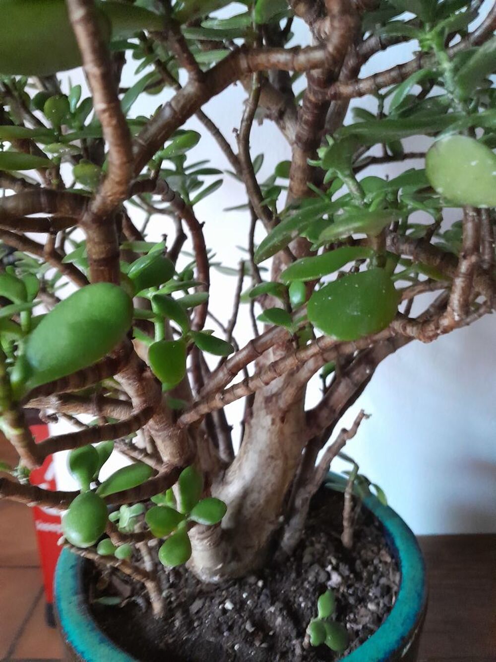 Plante d'appartement Décoration