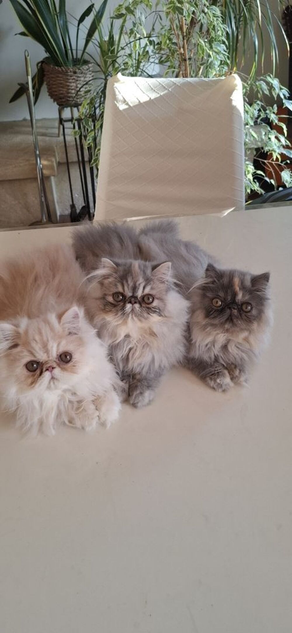   Chatons Persans LOOF  