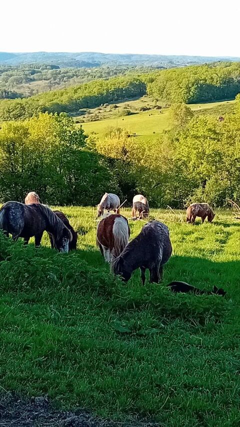 troupeau mini chevaux 1500 46300 Anglars-nozac