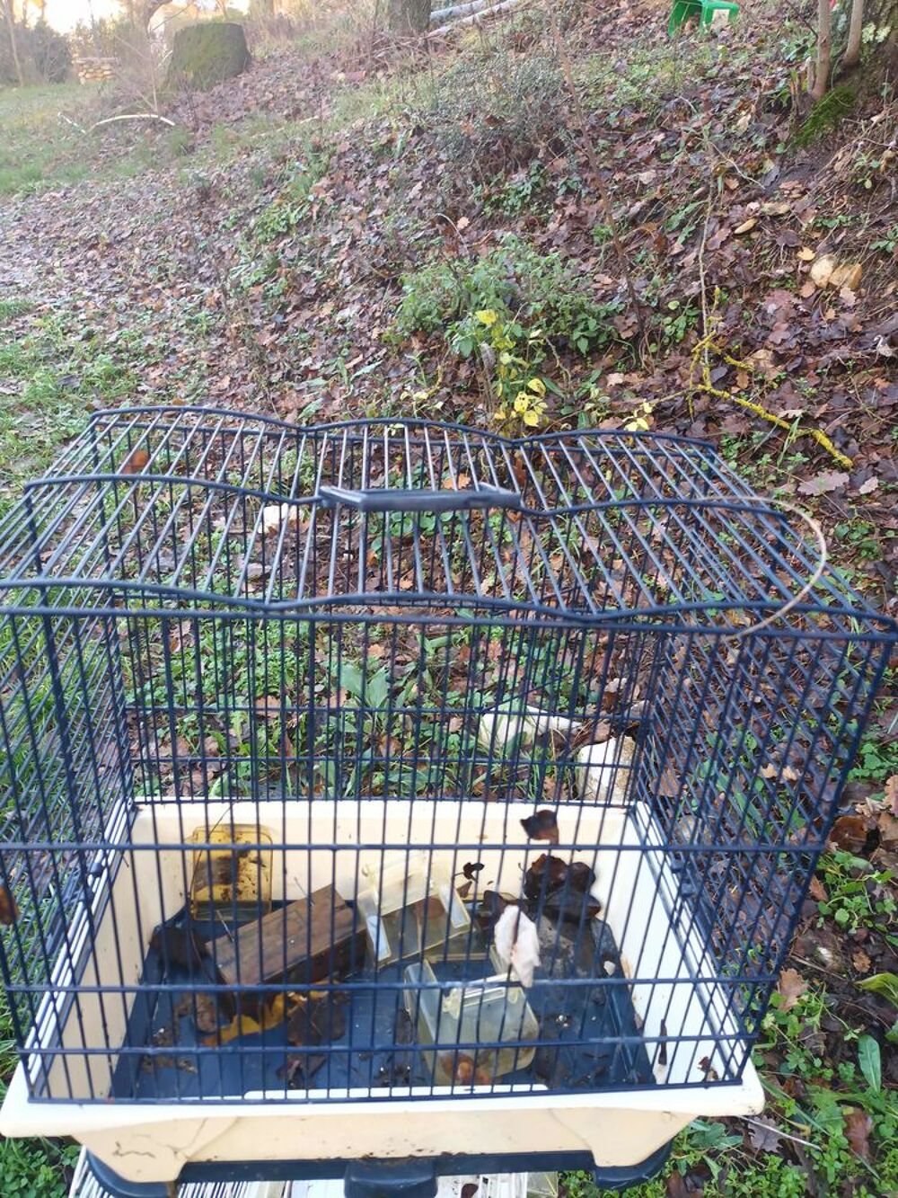 cage oiseaux Jardin