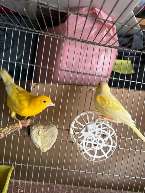 CANARIS 45 71390 Messey-sur-grosne