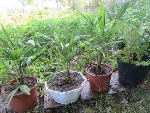 plants palmiers commun 3 Saint-Antoine-sur-l'Isle (33)