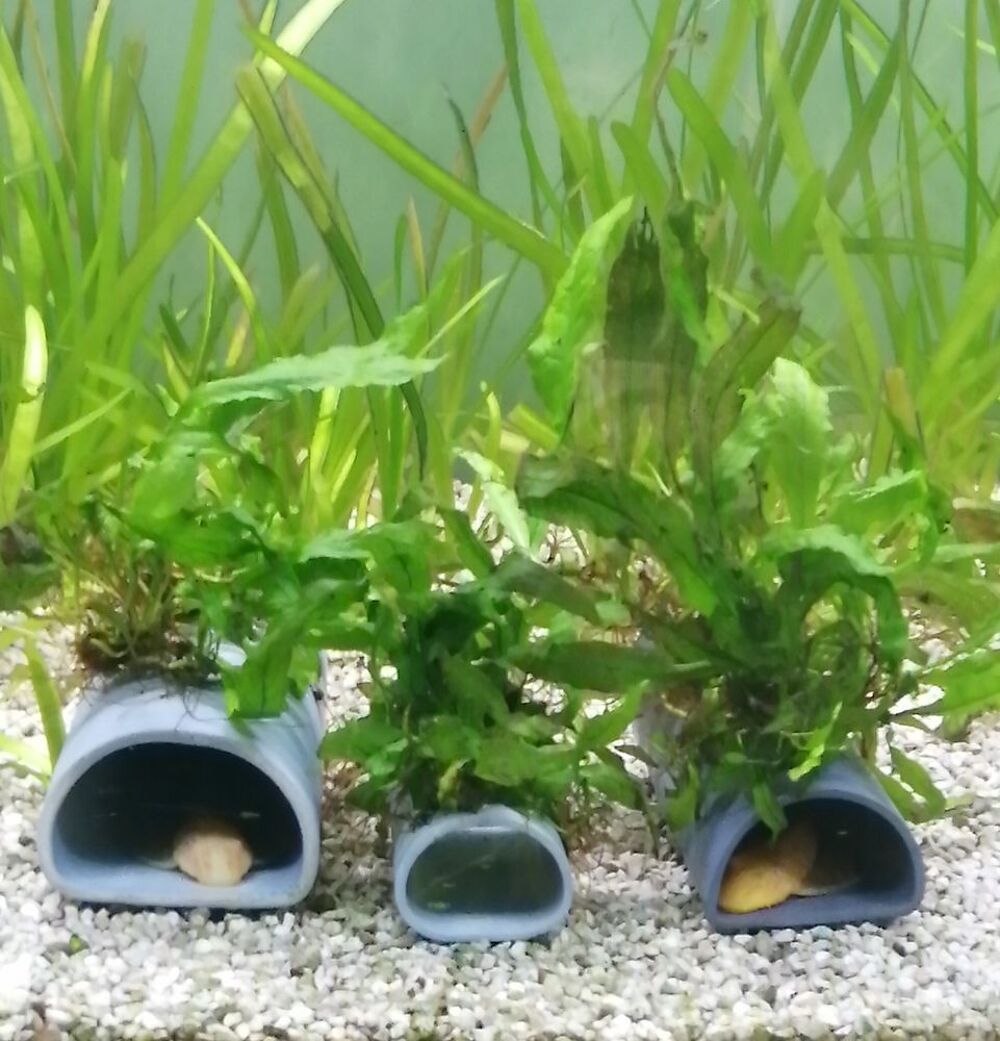   Cachette pondoir avec plante 