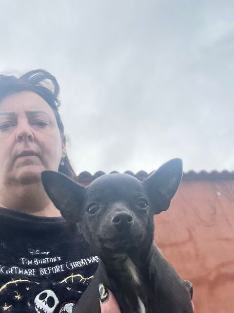 Chiot chihuahuas 500 66320 Vin�a