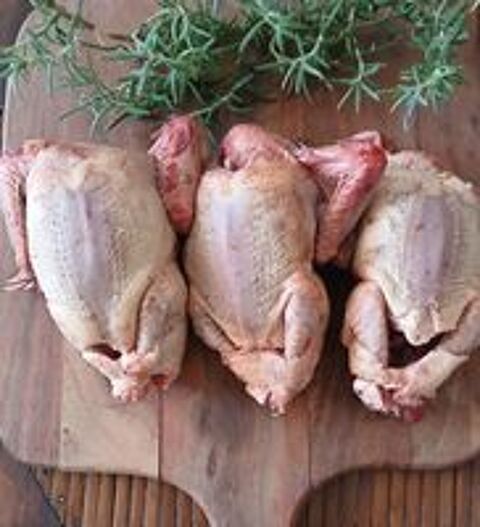   Pigeonneaux  