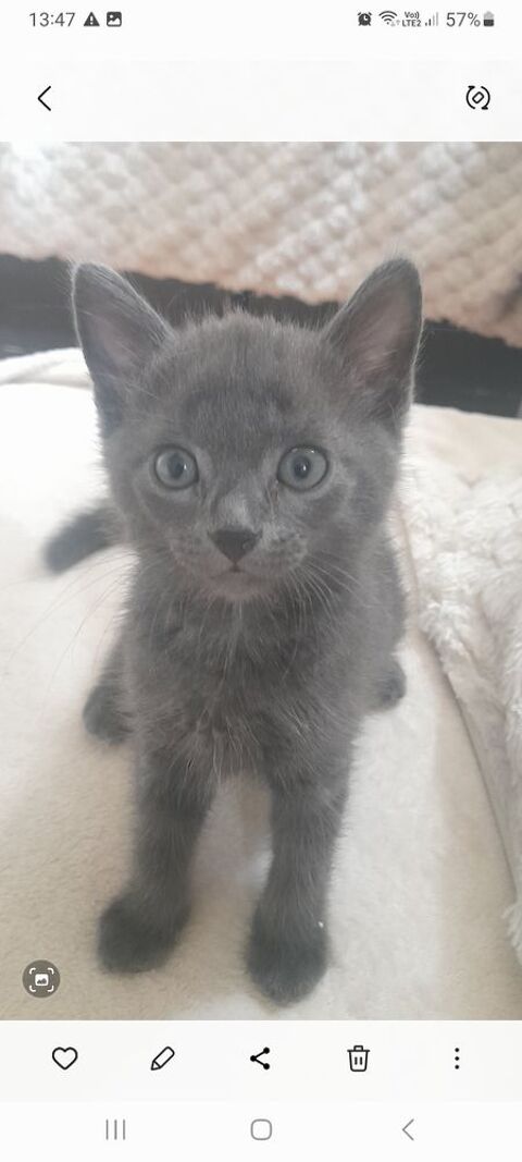 Magnifique chaton type bleu russe 0 75013 Paris