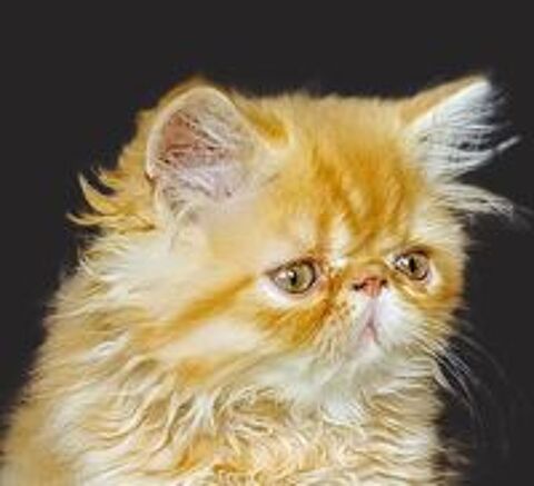   ARES DU DOMAINE AUX IRIS 