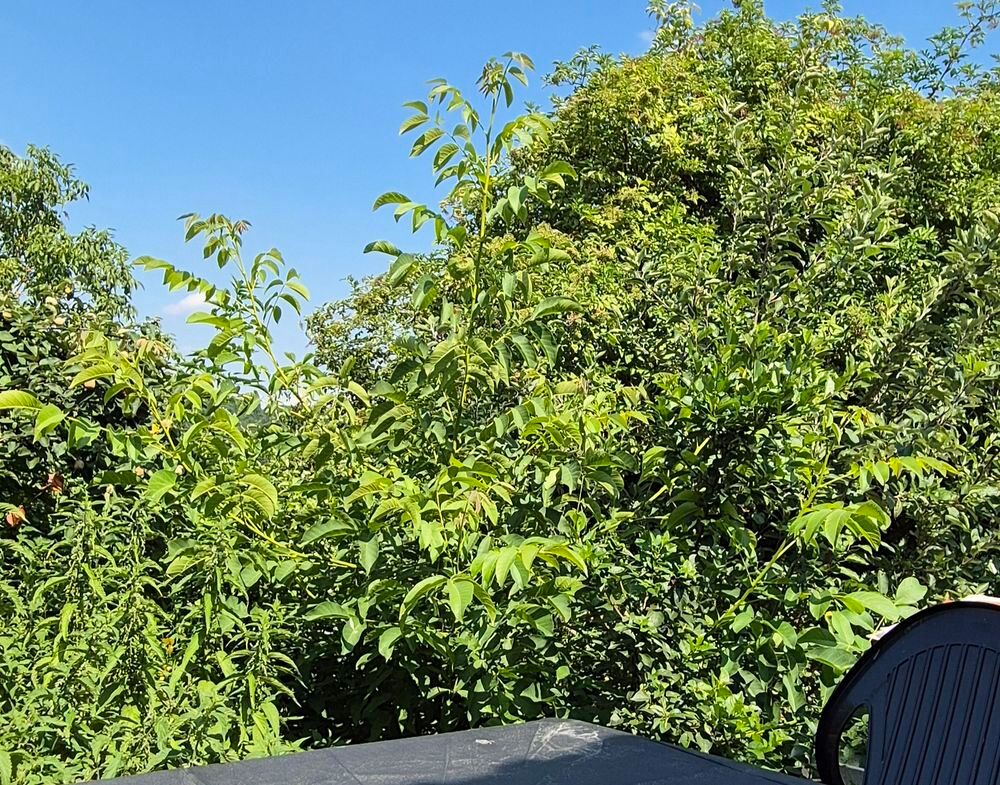 Arbuste Noyer Jardin